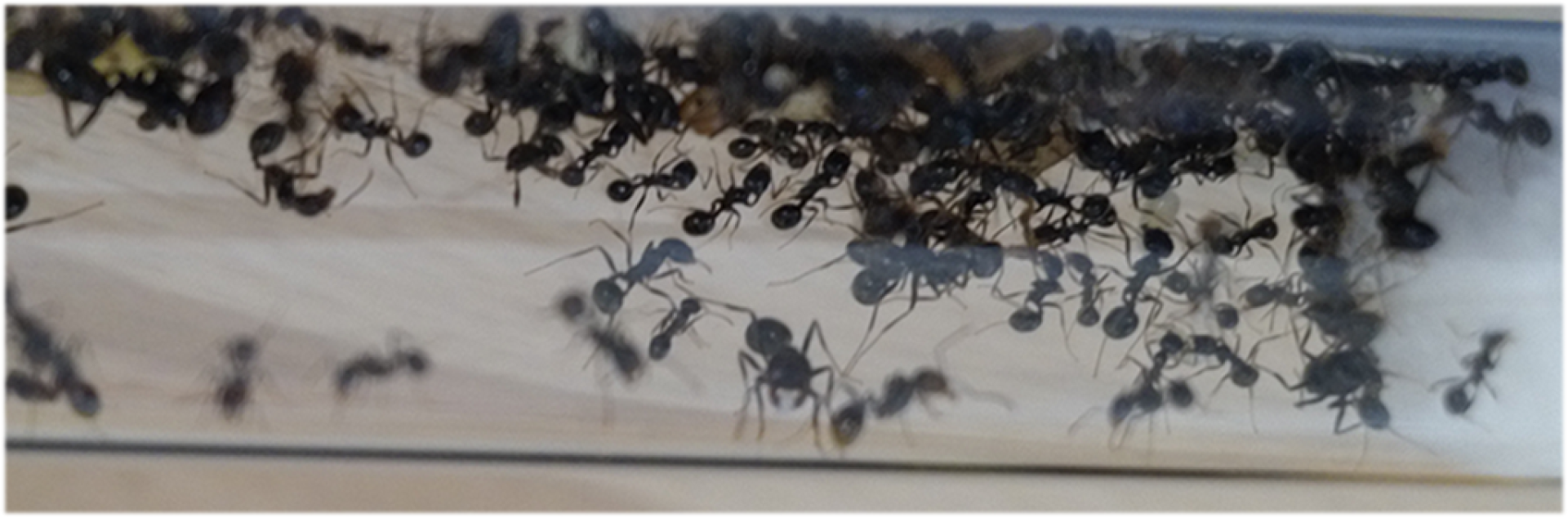 Mietkolonien für Lehrpersonen - Ameisenkolonien zum mieten / leihen II